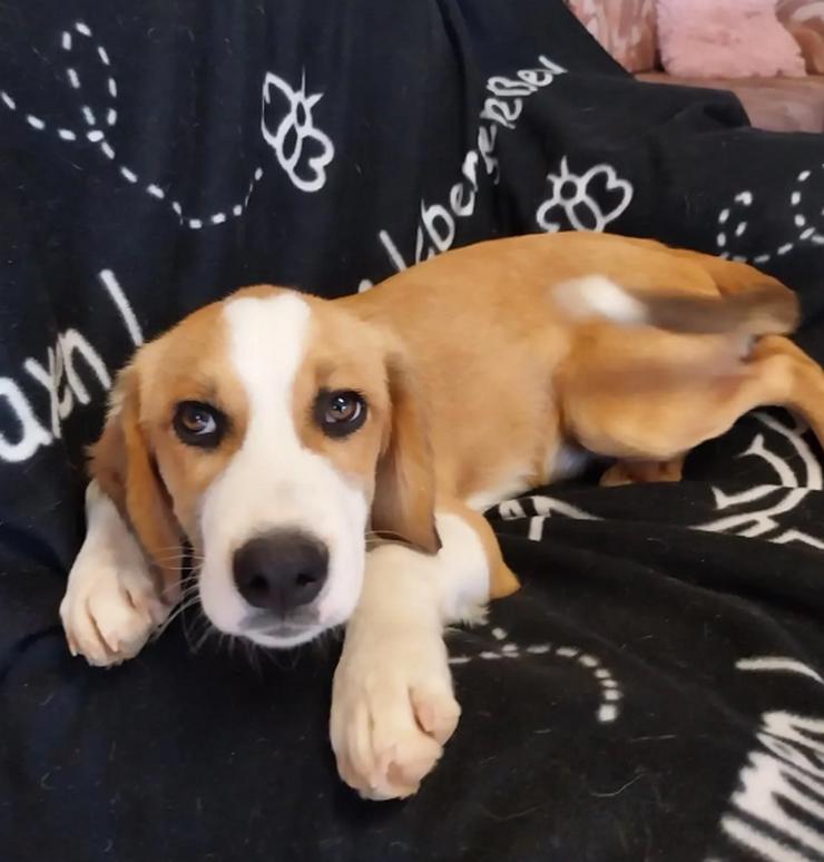 Bild 5: Humphrey – immer gut gelaunt