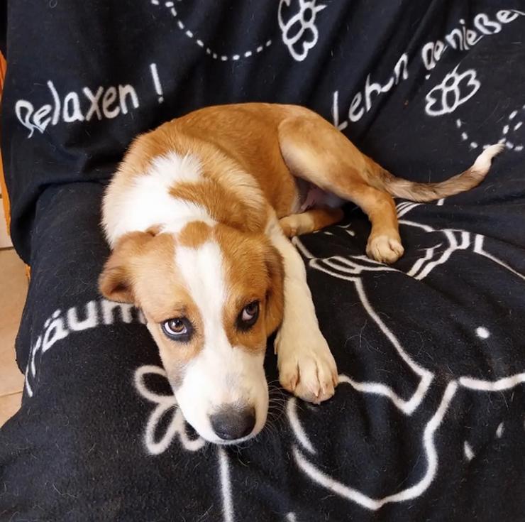 Bild 4: Humphrey – immer gut gelaunt