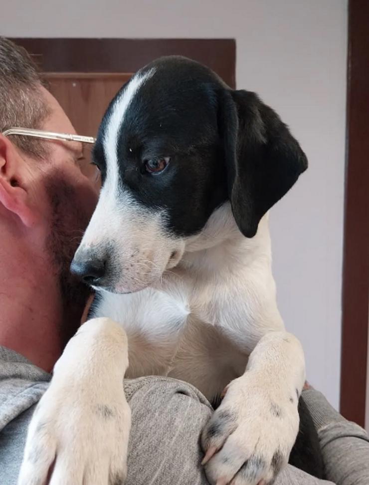 Bild 6: Bogart – sensibel und voller Charme