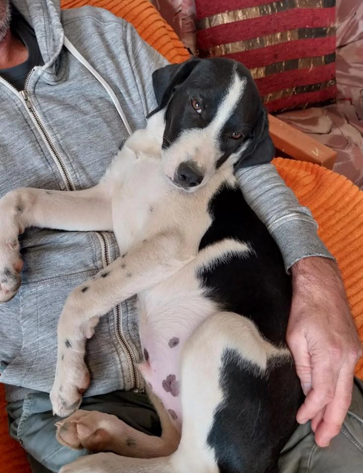 Bild 3: Bogart – sensibel und voller Charme