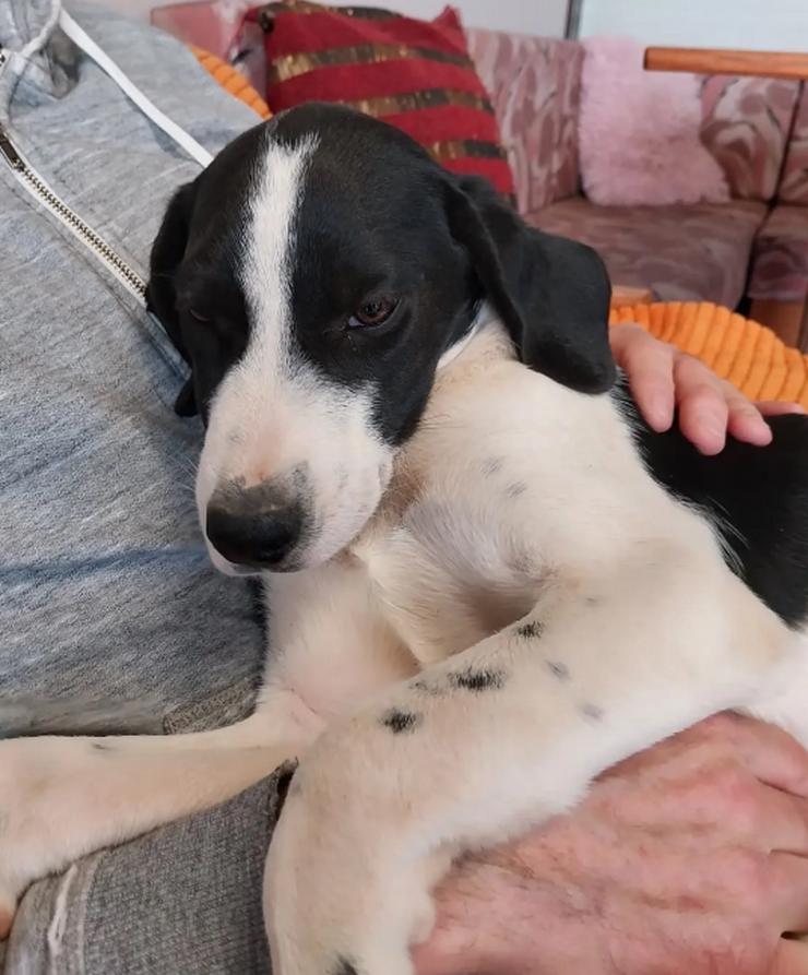 Bild 5: Bogart – sensibel und voller Charme