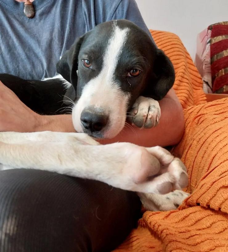 Bild 2: Bogart – sensibel und voller Charme