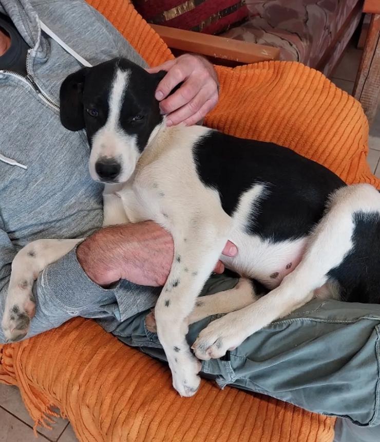 Bogart – sensibel und voller Charme