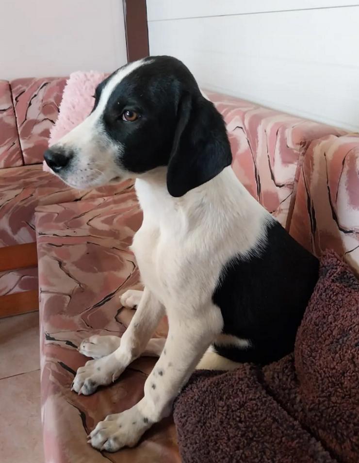 Bild 4: Bogart – sensibel und voller Charme