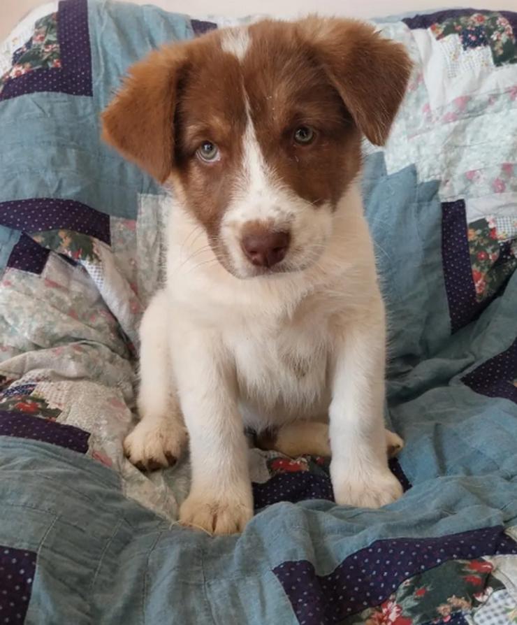 Bild 3: Cleo ist bereit, die Welt zu erobern