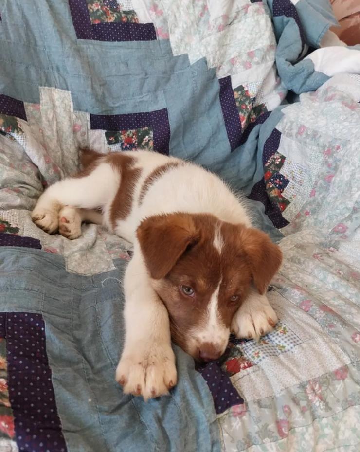 Bild 6: Cleo ist bereit, die Welt zu erobern