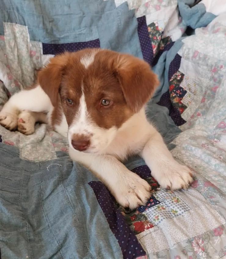 Bild 5: Cleo ist bereit, die Welt zu erobern