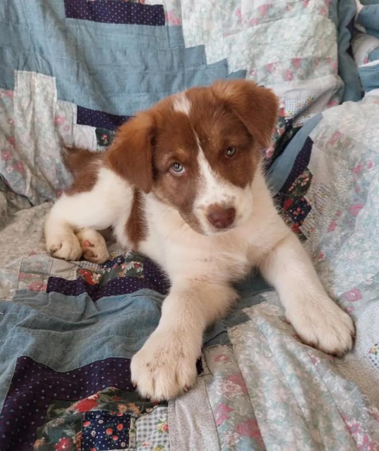 Bild 4: Cleo ist bereit, die Welt zu erobern