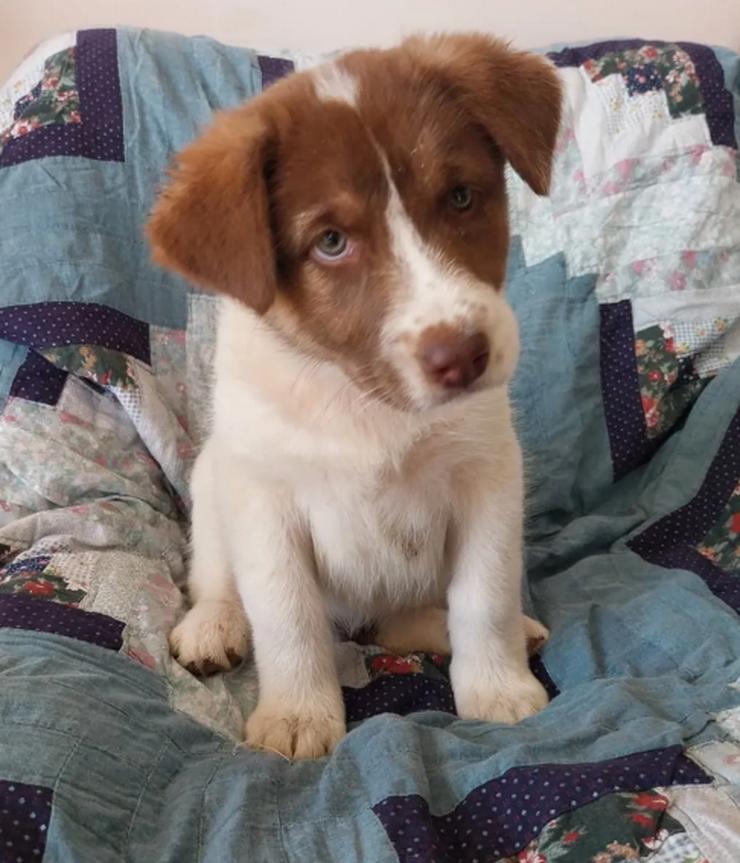 Bild 2: Cleo ist bereit, die Welt zu erobern