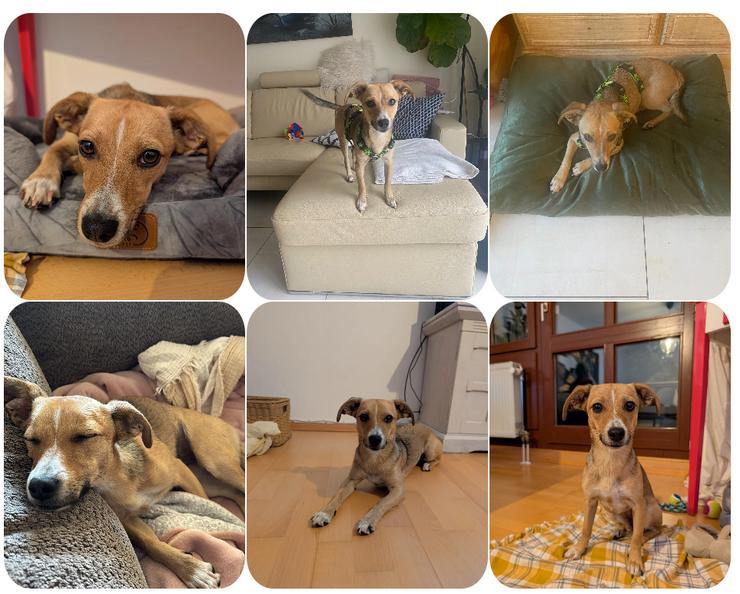 Lizzy ist eine kleine selbstbewusste und schlaue Hündin 