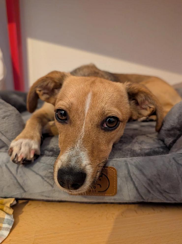 Bild 2: Lizzy ist eine kleine selbstbewusste und schlaue Hündin 