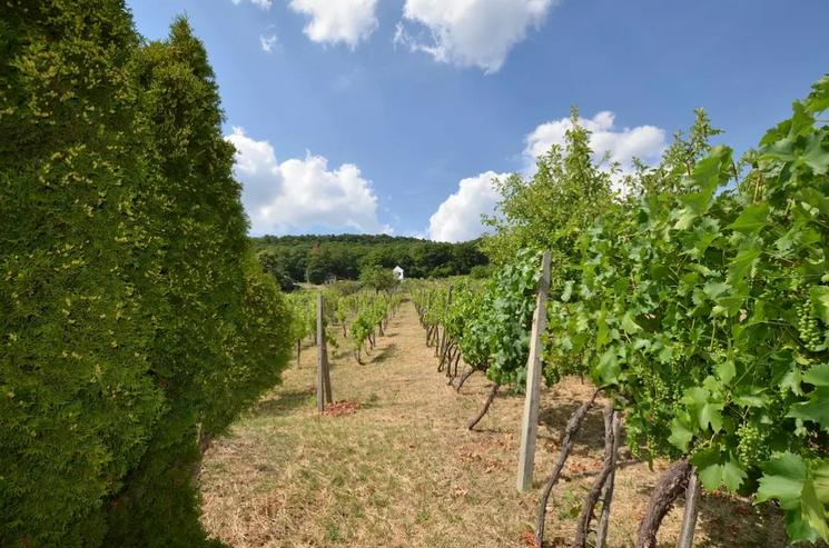 Bild 10: Haus mit Nebenhäusern, Pool und Weinberg in Vinica / Slowakei - Preissenkung