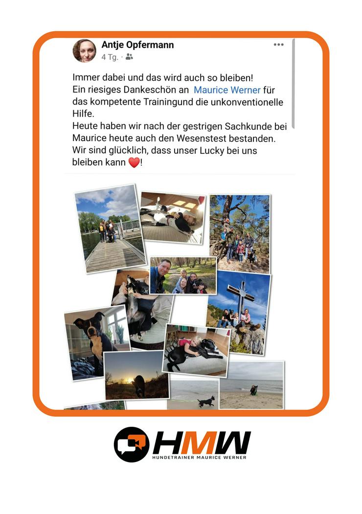 Bild 6: Professionelles Hundetraining – Persönlich oder auch via Video