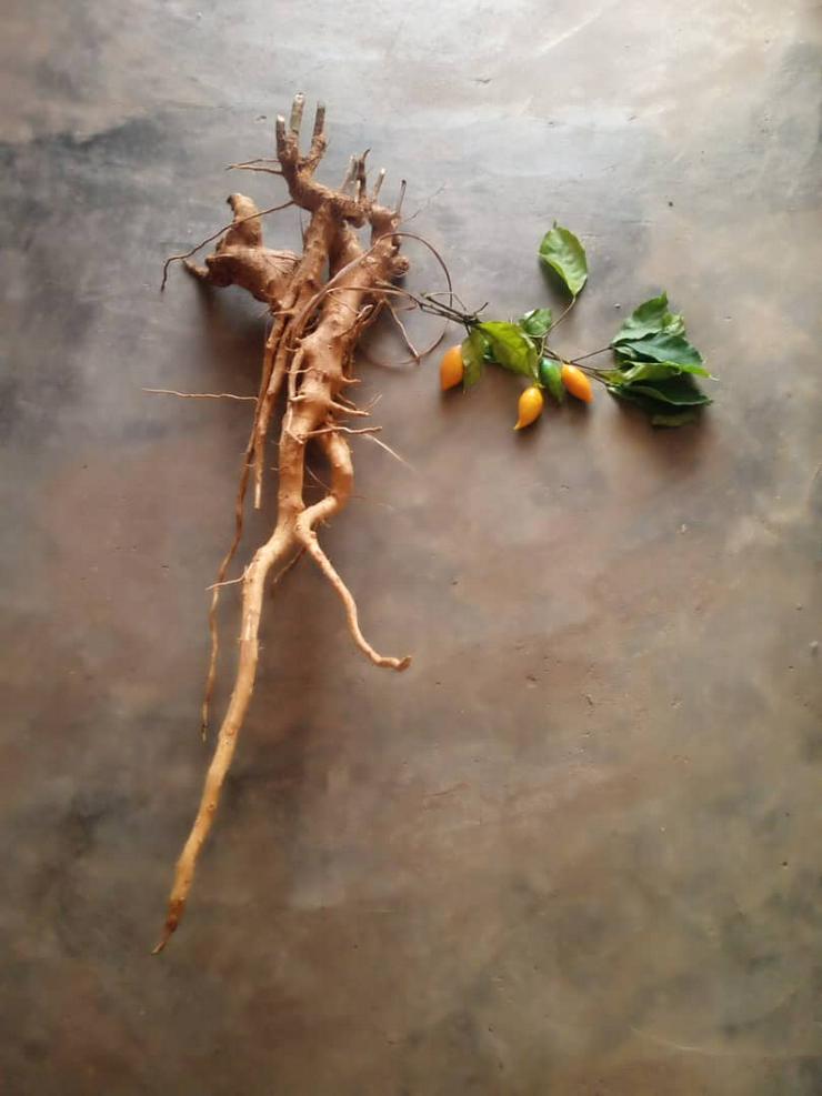 IBOGA - Tabernanthe Iboga Wurzelrinde 5 - 6,4% TA