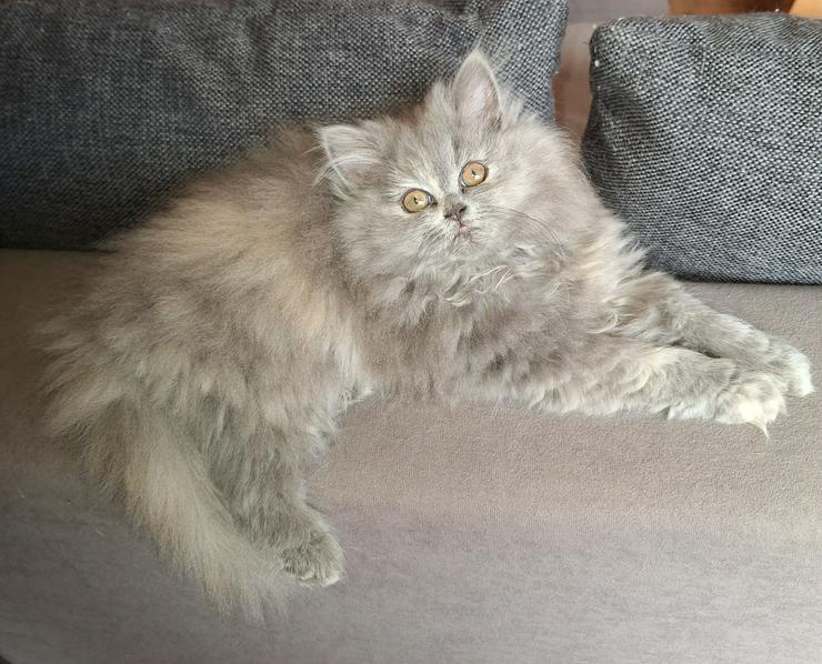 Bild 6: Reinrassige Perserkitten