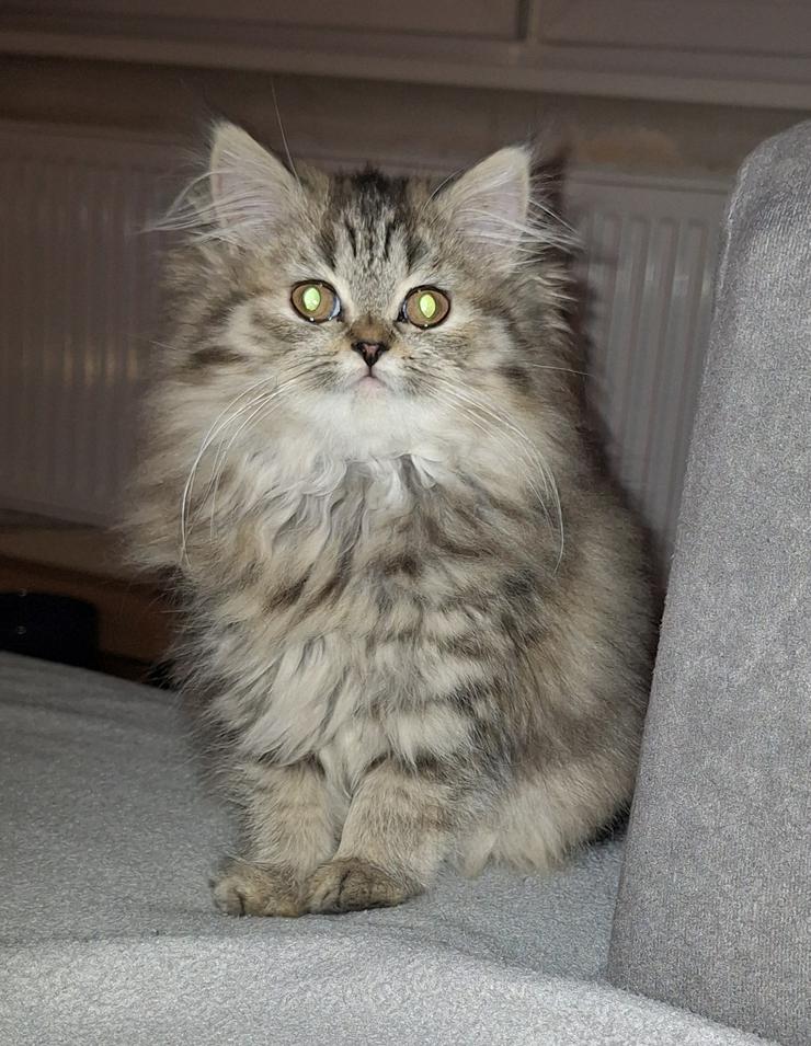 Bild 9: Reinrassige Perserkitten