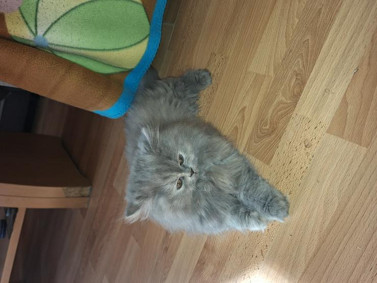 Bild 5: Reinrassige Perserkitten