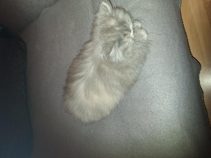 Bild 8: Reinrassige Perserkitten
