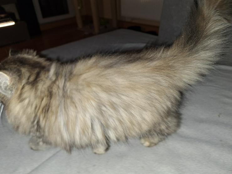 Bild 10: Reinrassige Perserkitten