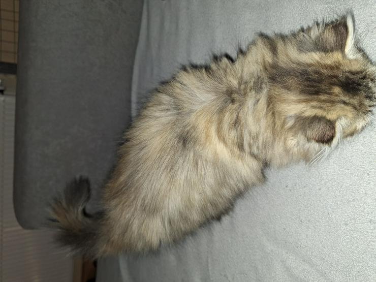 Bild 11: Reinrassige Perserkitten