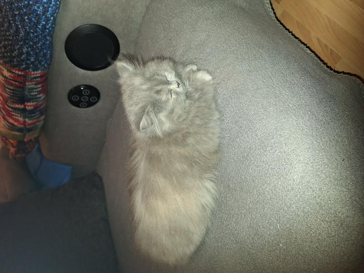 Bild 7: Reinrassige Perserkitten