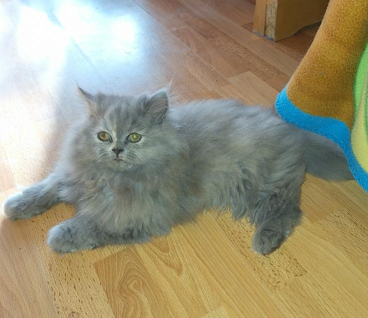 Bild 4: Reinrassige Perserkitten