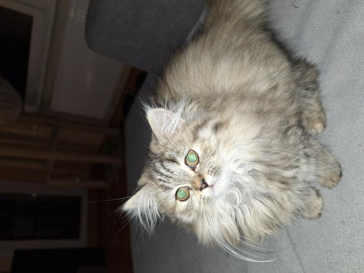 Bild 2: Reinrassige Perserkitten