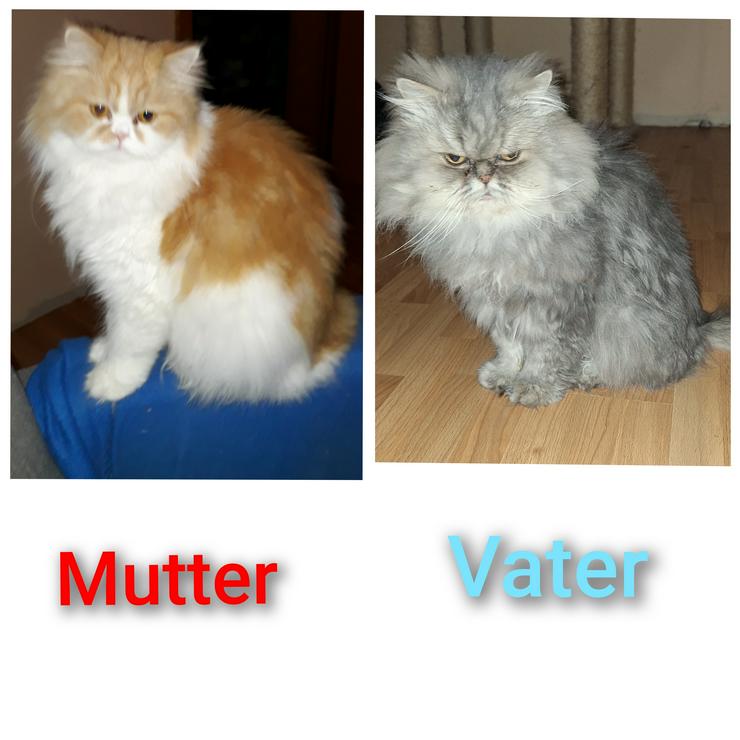 Bild 12: Reinrassige Perserkitten