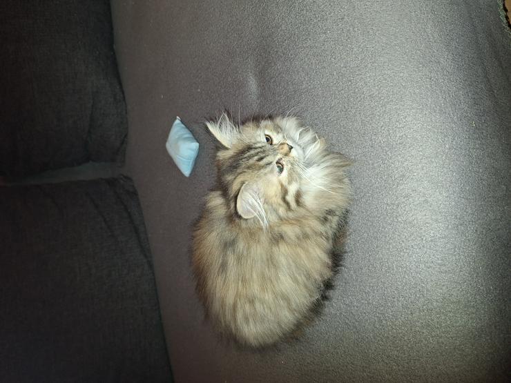 Bild 3: Reinrassige Perserkitten