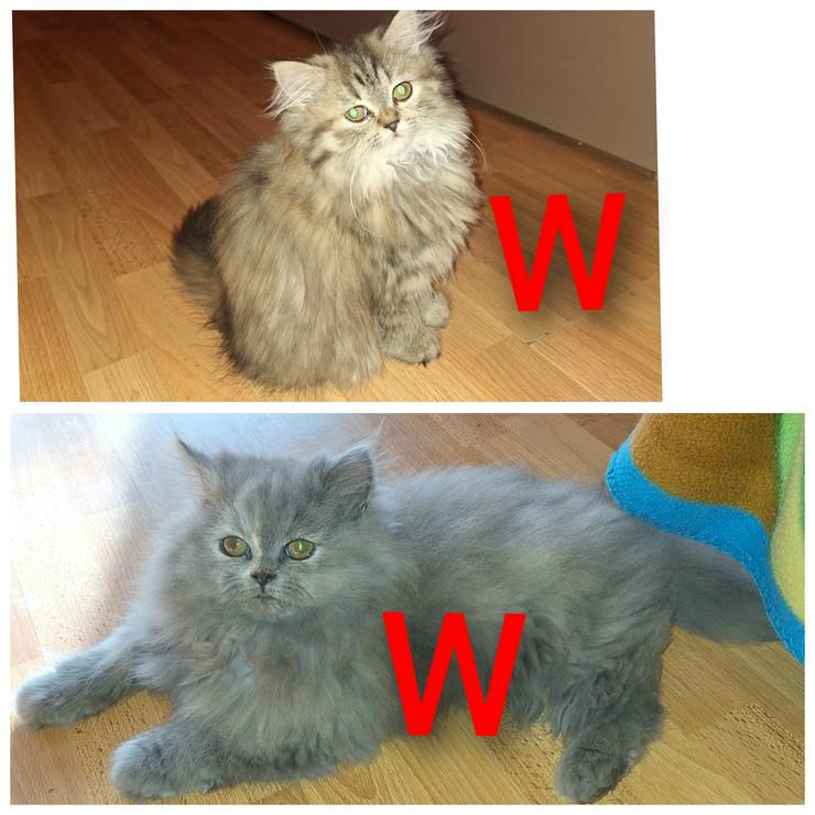 Reinrassige Perserkitten