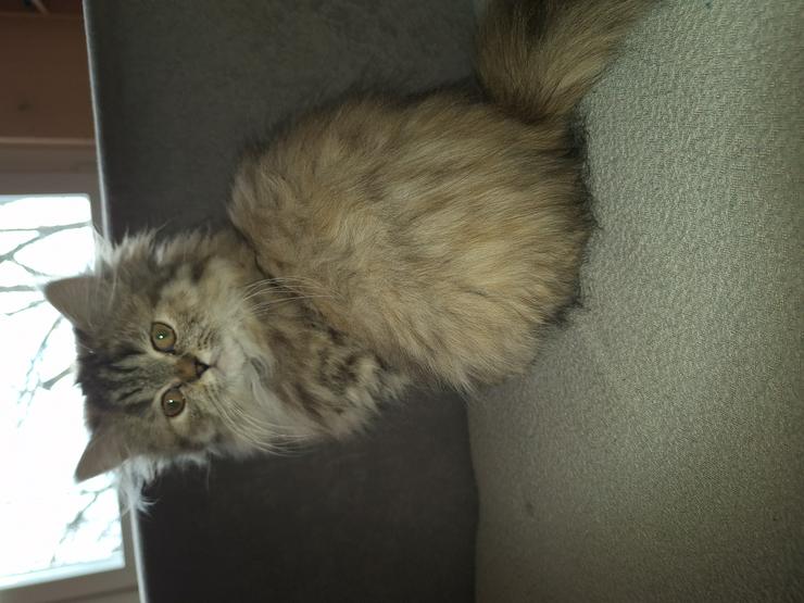 Bild 2: Reinrassige Persermädchen