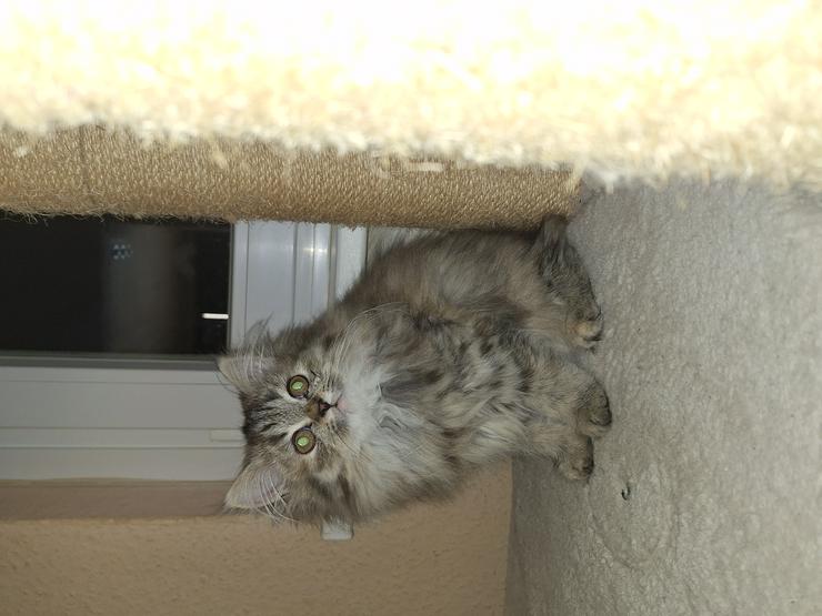 Bild 5: Reinrassige Persermädchen