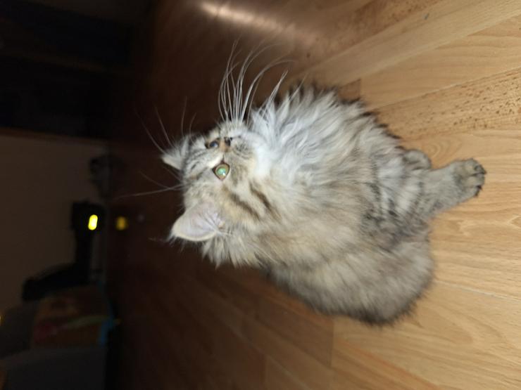 Bild 4: Reinrassige Persermädchen