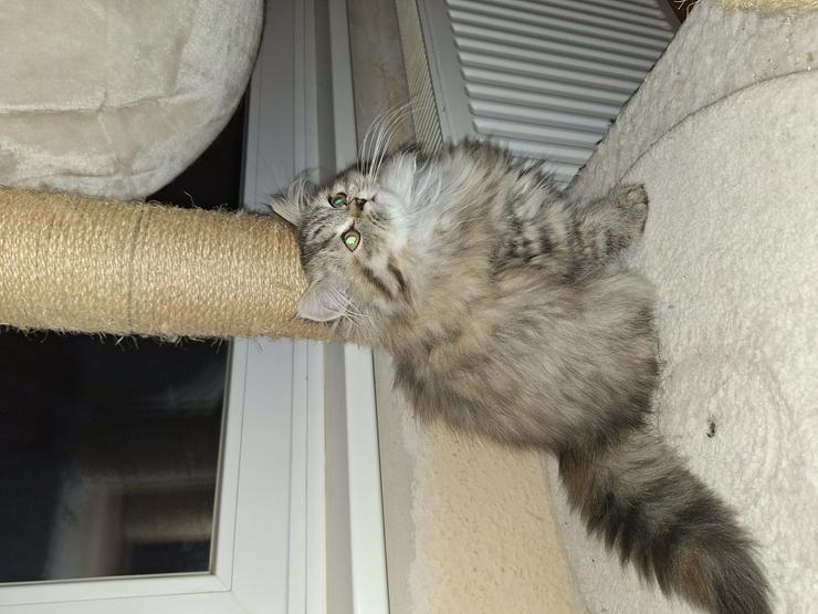 Bild 6: Reinrassige Persermädchen