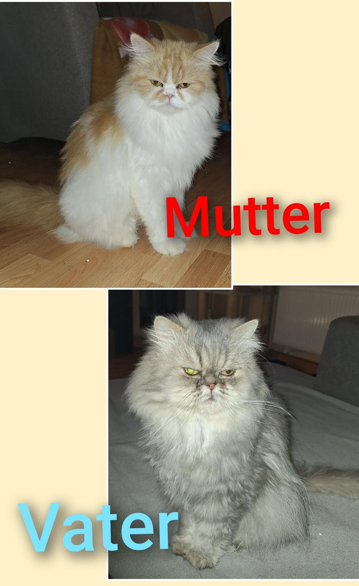 Bild 8: Reinrassige Persermädchen