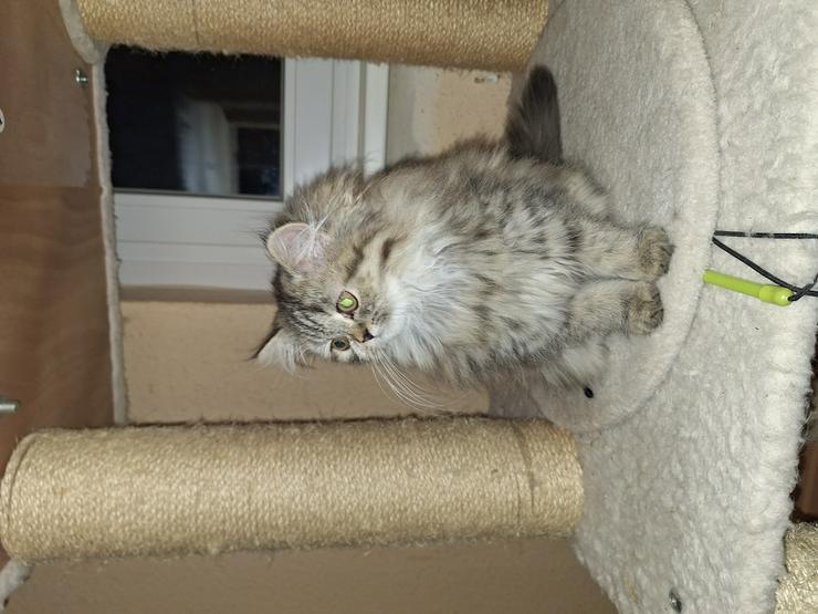 Bild 7: Reinrassige Persermädchen