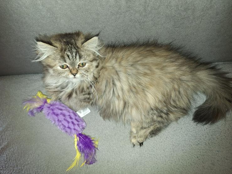 Bild 3: Reinrassige Persermädchen