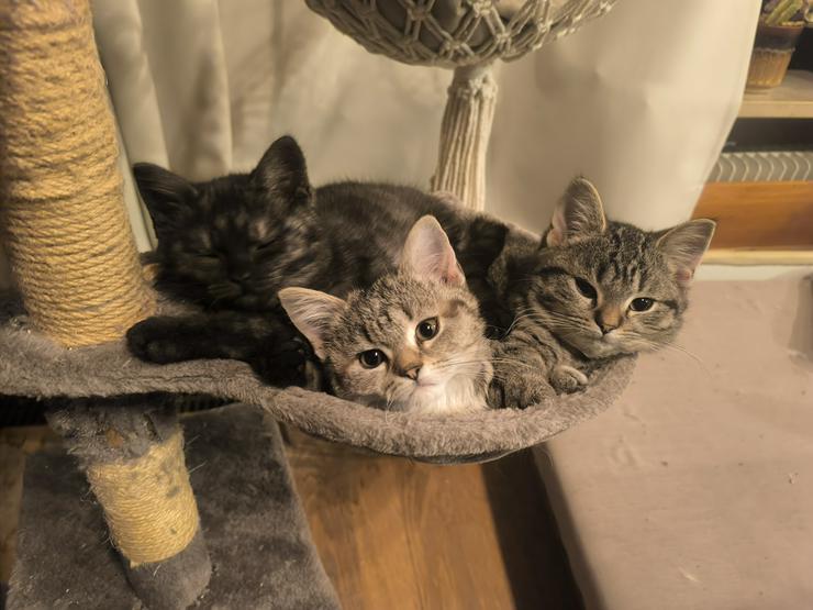 Wunderschöne EKH/BKH Kitten abgabebereit