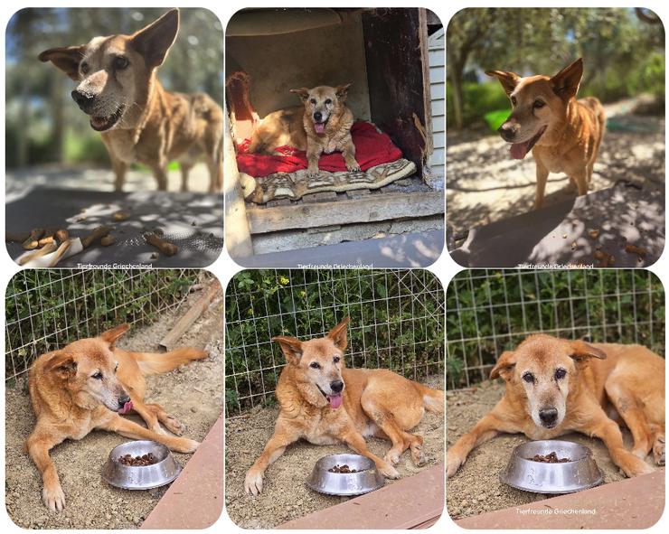 Olivia – unsere liebenswerte Seniorin sucht ihr Zuhause  - Mischlingshunde - Bild 1