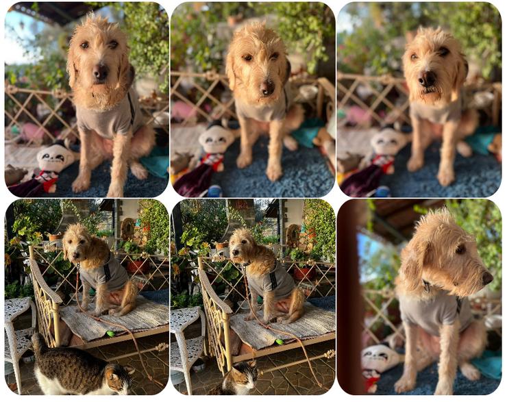 Anni - freundliches Wuschelmädchen  - Mischlingshunde - Bild 1