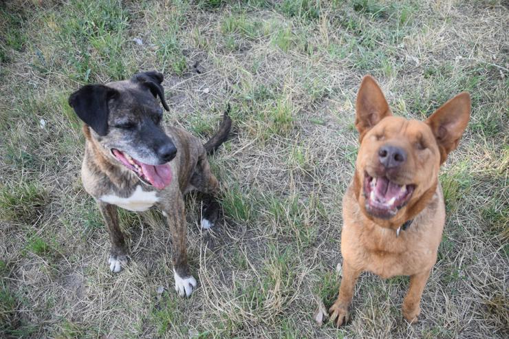 Bild 7: Sanfte Solo sucht ihr Für-immer-Zuhause!