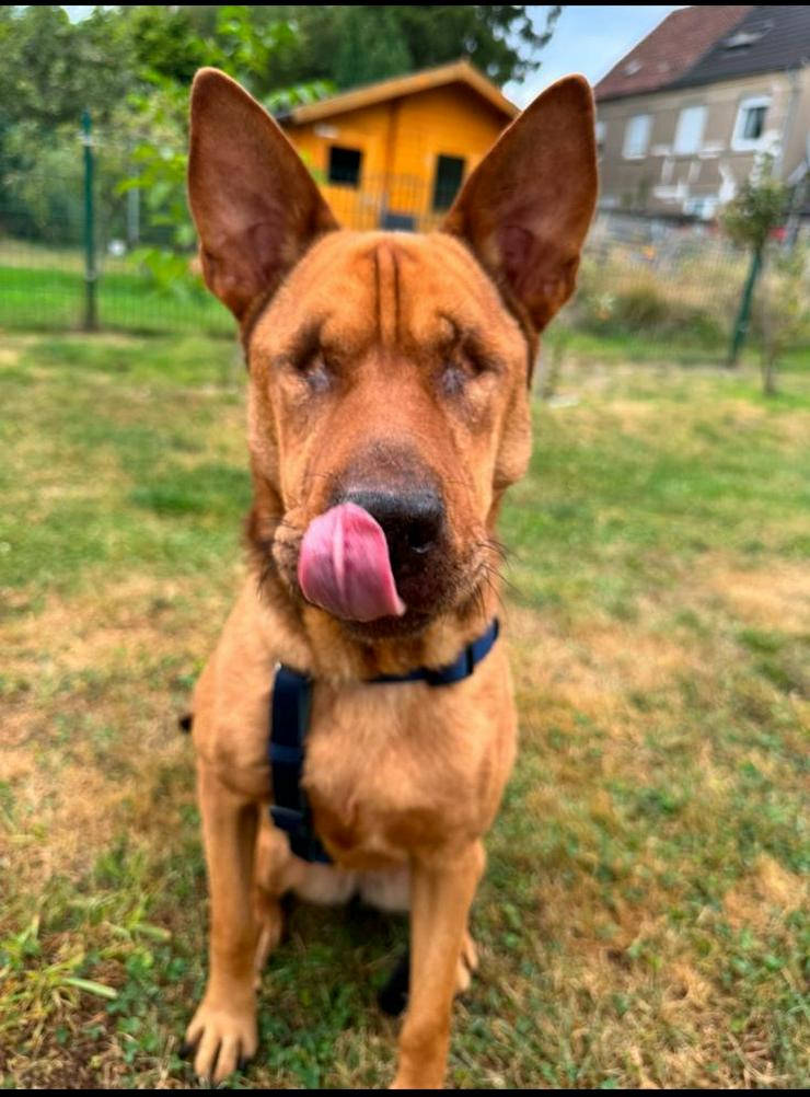 Sanfte Solo sucht ihr Für-immer-Zuhause!