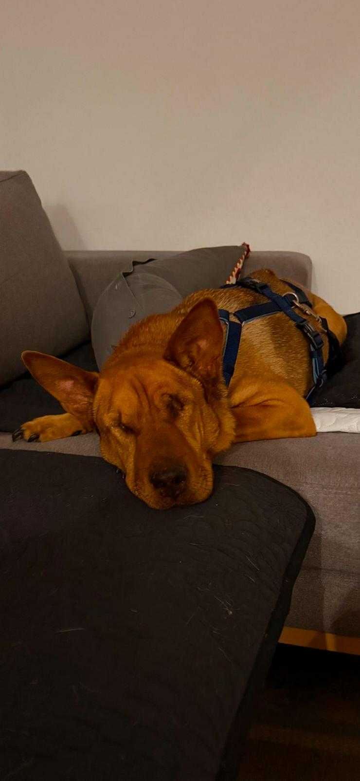 Bild 3: Sanfte Solo sucht ihr Für-immer-Zuhause!