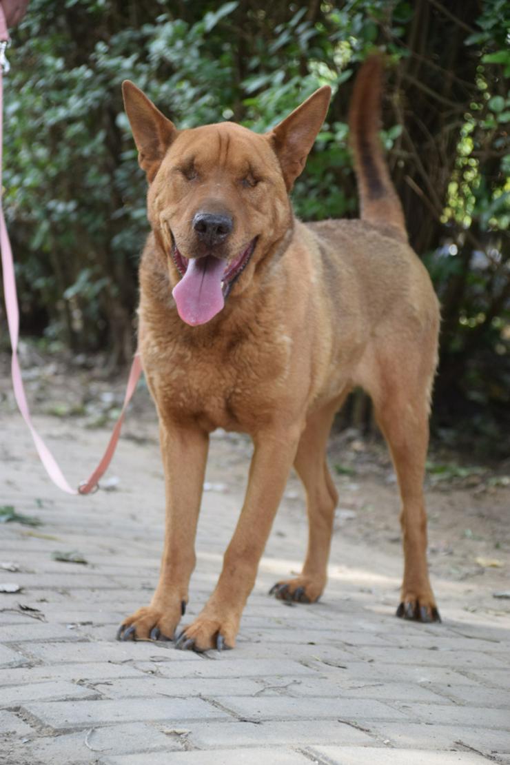 Bild 5: Sanfte Solo sucht ihr Für-immer-Zuhause!