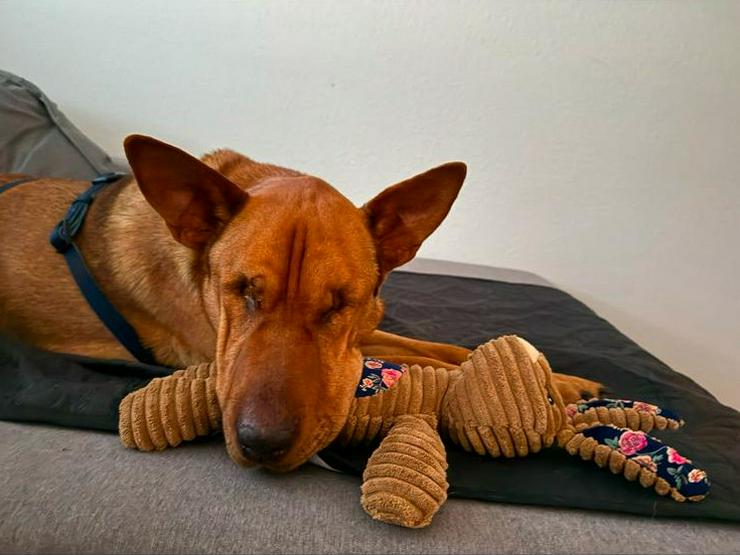 Bild 2: Sanfte Solo sucht ihr Für-immer-Zuhause!