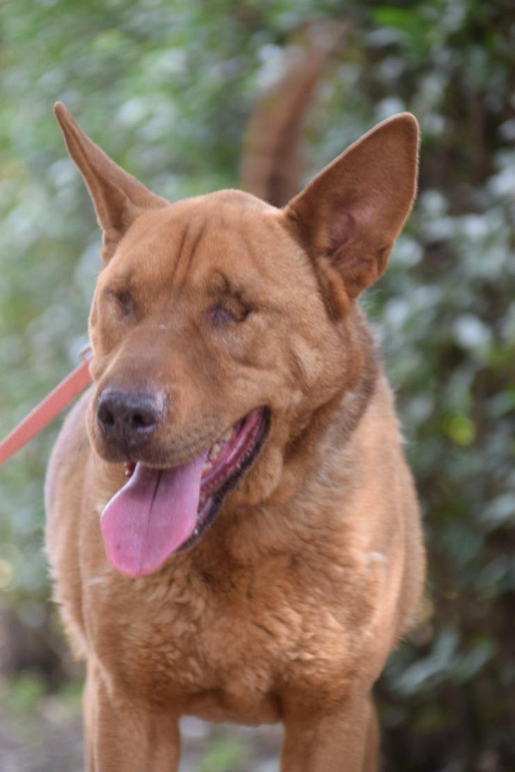 Bild 4: Sanfte Solo sucht ihr Für-immer-Zuhause!