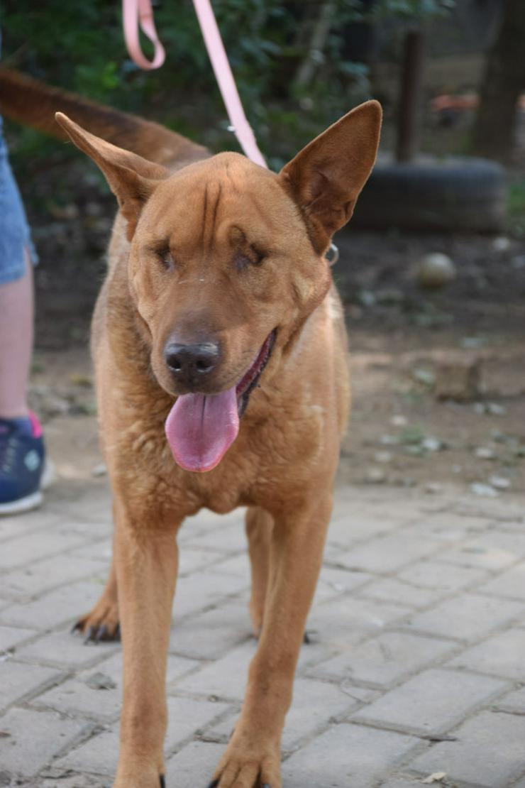 Bild 6: Sanfte Solo sucht ihr Für-immer-Zuhause!