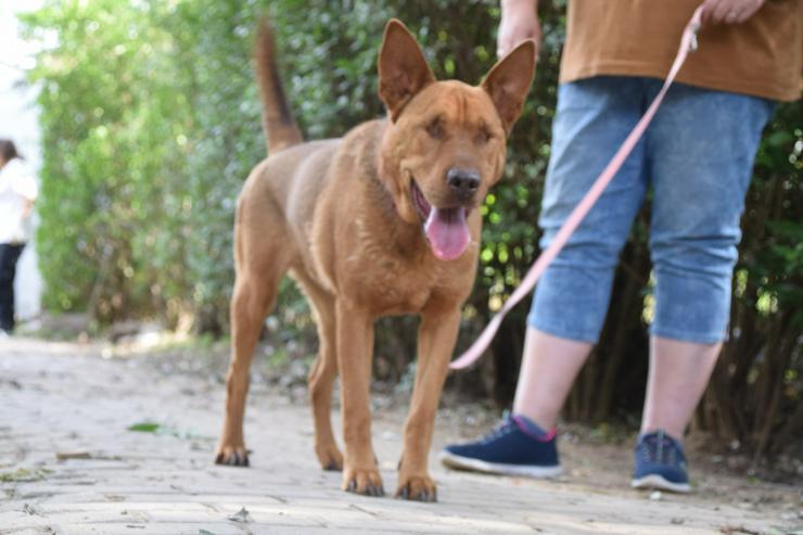 Bild 8: Sanfte Solo sucht ihr Für-immer-Zuhause!