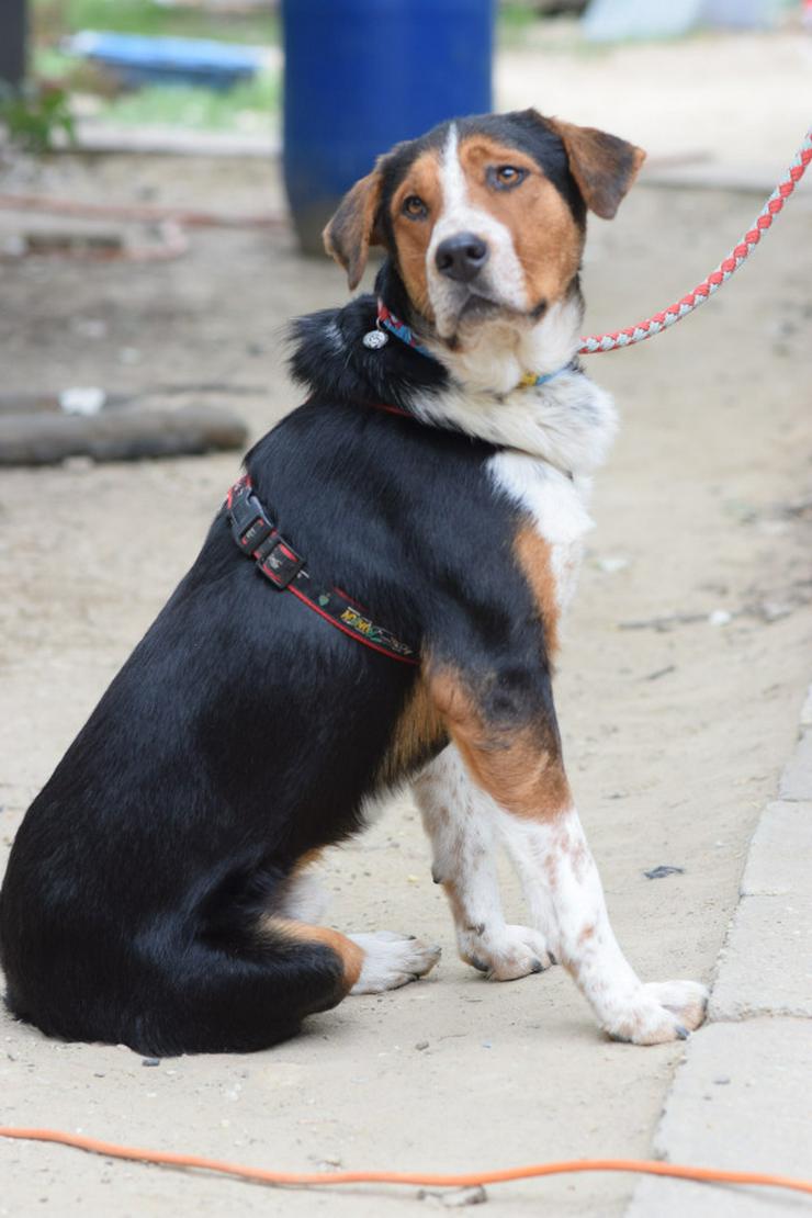 Bild 7: 	 Für Ramos suchen wir ein liebevolles und schönes Zuhause, das ihm die Geborgenheit bietet, die er verdient.