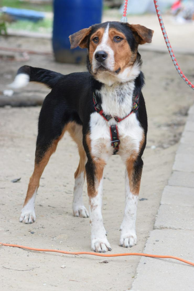 Bild 2: 	 Für Ramos suchen wir ein liebevolles und schönes Zuhause, das ihm die Geborgenheit bietet, die er verdient.